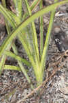 Hairyflower spiderwort